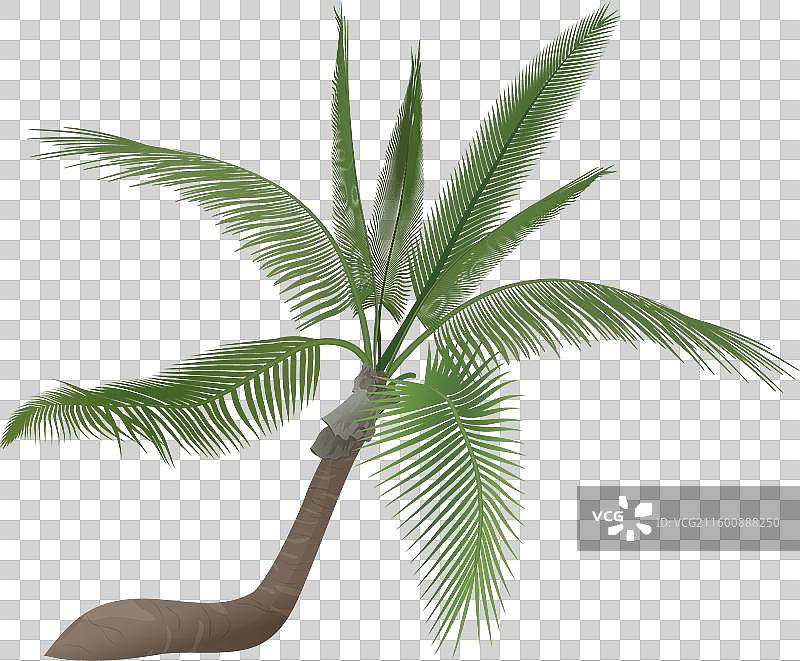 海景中的热带椰子树图片素材