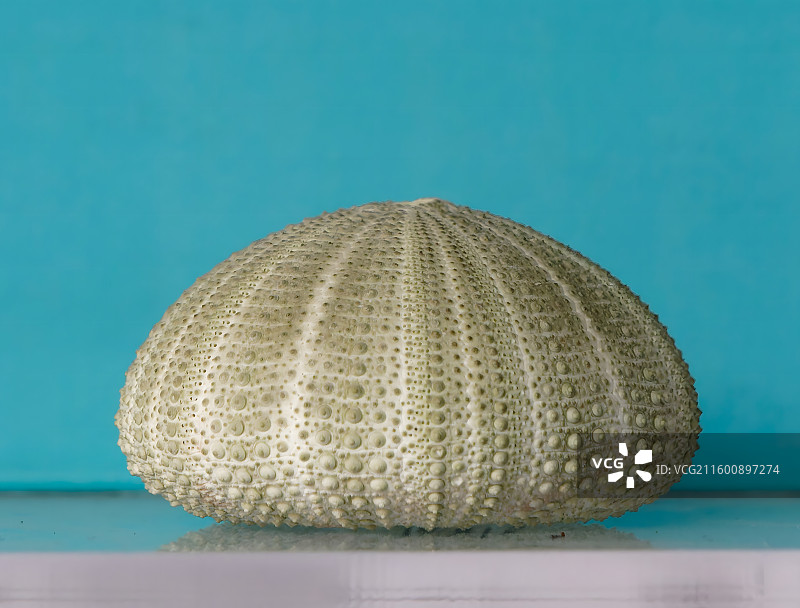 海洋生物标本，海胆图片素材