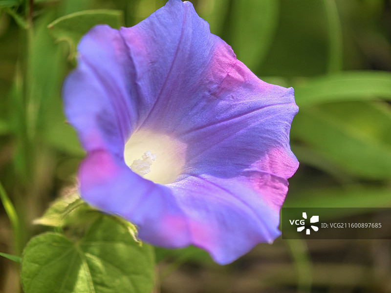 渐变色的喇叭花图片素材