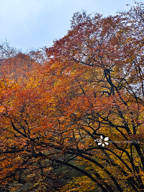 秋韵如画 ​摄于陕西省汉中市南郑区黎坪红叶图片素材