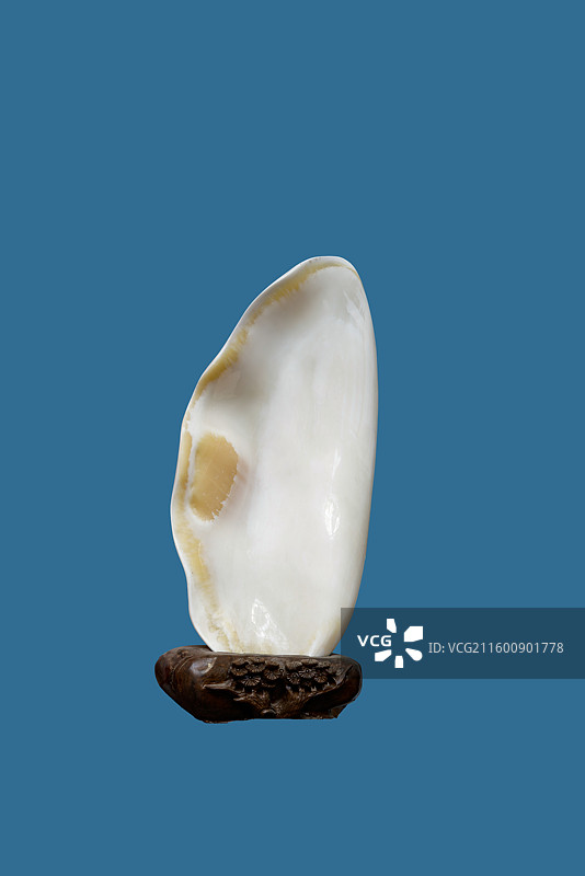 砗磲艺术品，抛光原贝图片素材