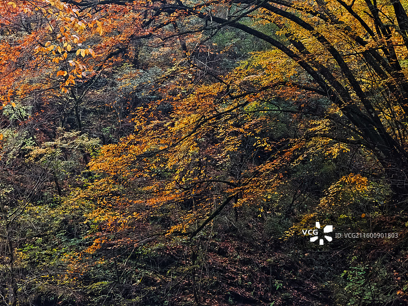 秋韵如画 ​摄于陕西省汉中市南郑区黎坪红叶图片素材