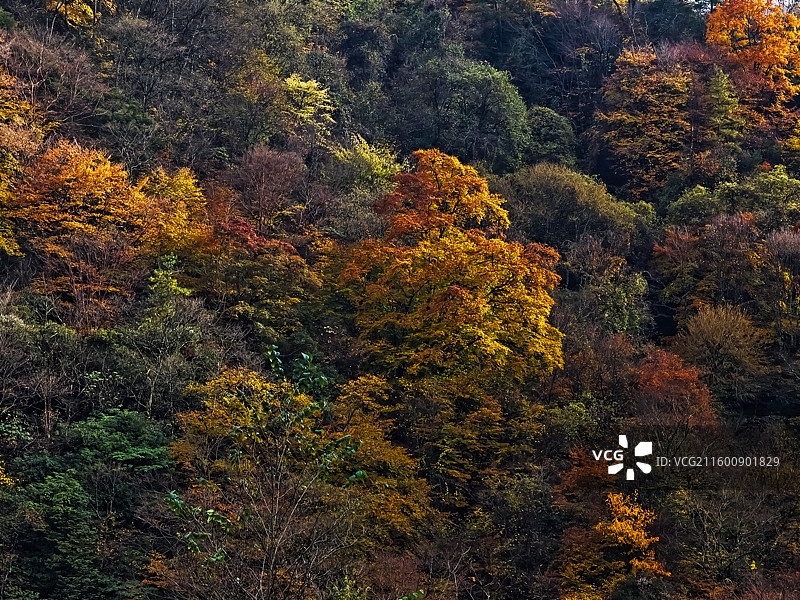 秋韵如画 ​摄于陕西省汉中市南郑区黎坪红叶图片素材