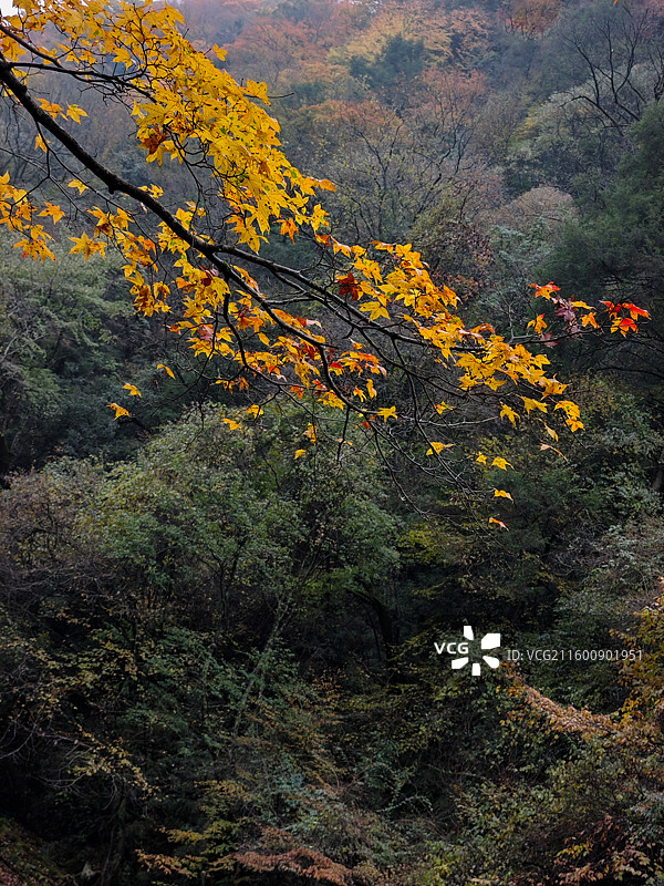 秋韵如画 ​摄于陕西省汉中市南郑区黎坪红叶图片素材