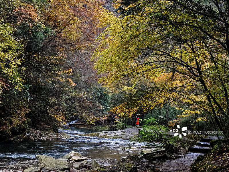 秋韵如画 ​摄于陕西省汉中市南郑区黎坪红叶图片素材
