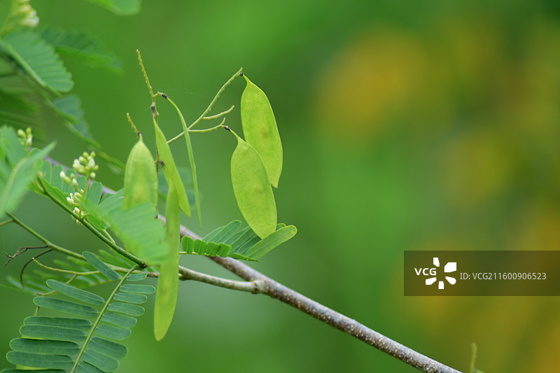 珍稀景观绿化植物-Dalbergia millettii 香港黄檀图片素材