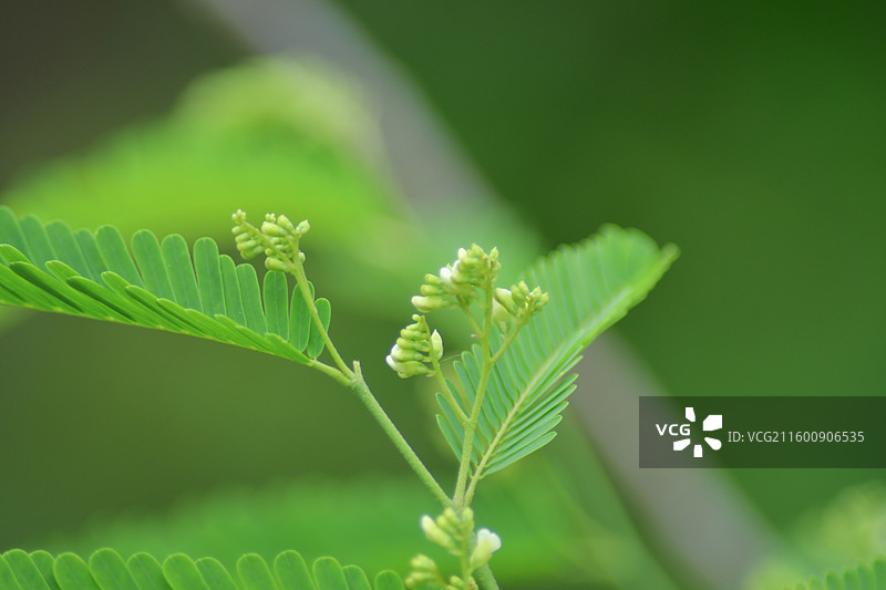 珍稀景观绿化植物-Dalbergia millettii 香港黄檀图片素材