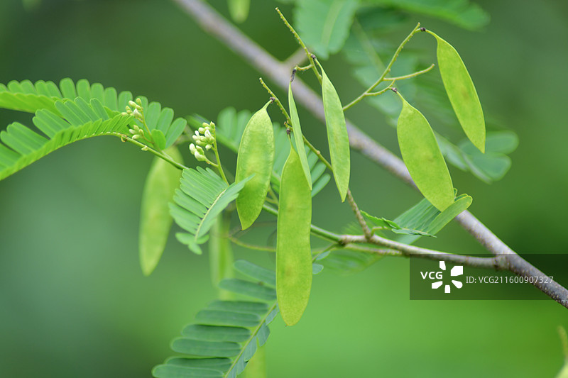 珍稀景观绿化植物-Dalbergia millettii 香港黄檀图片素材