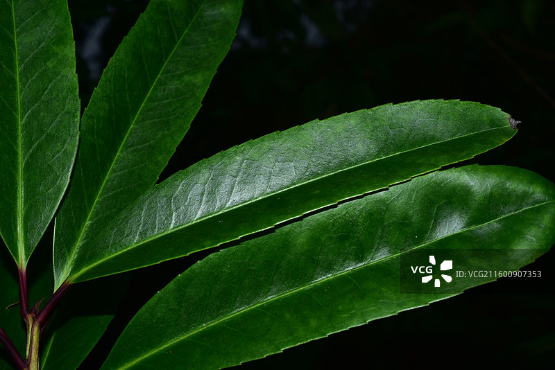 珍稀景观绿化植物-Ilex pentagona 五棱苦丁茶图片素材