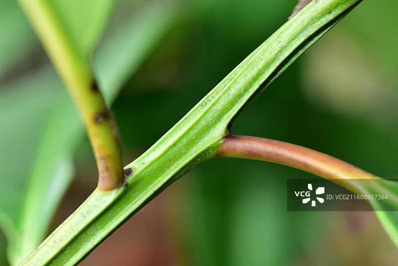 珍稀景观绿化植物-Ilex pentagona 五棱苦丁茶图片素材