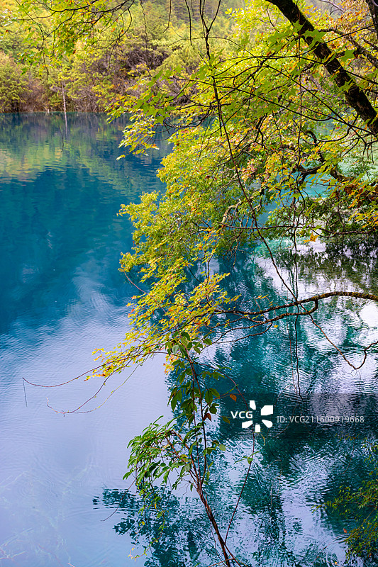 九寨沟海子和彩林，秋天金黄的树叶与蔚蓝的海子交相辉映图片素材
