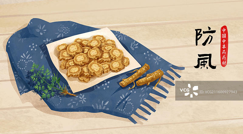 中国传统文化中草药药材之 防风图片素材