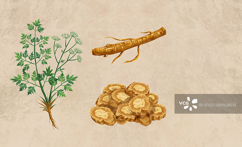 中国传统文化中草药药材之 防风图片素材