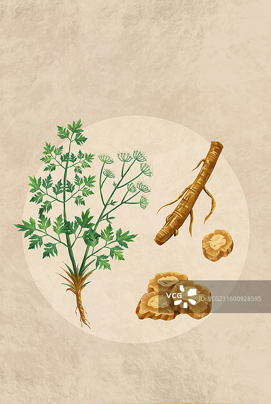 中国传统文化中草药药材之 防风图片素材