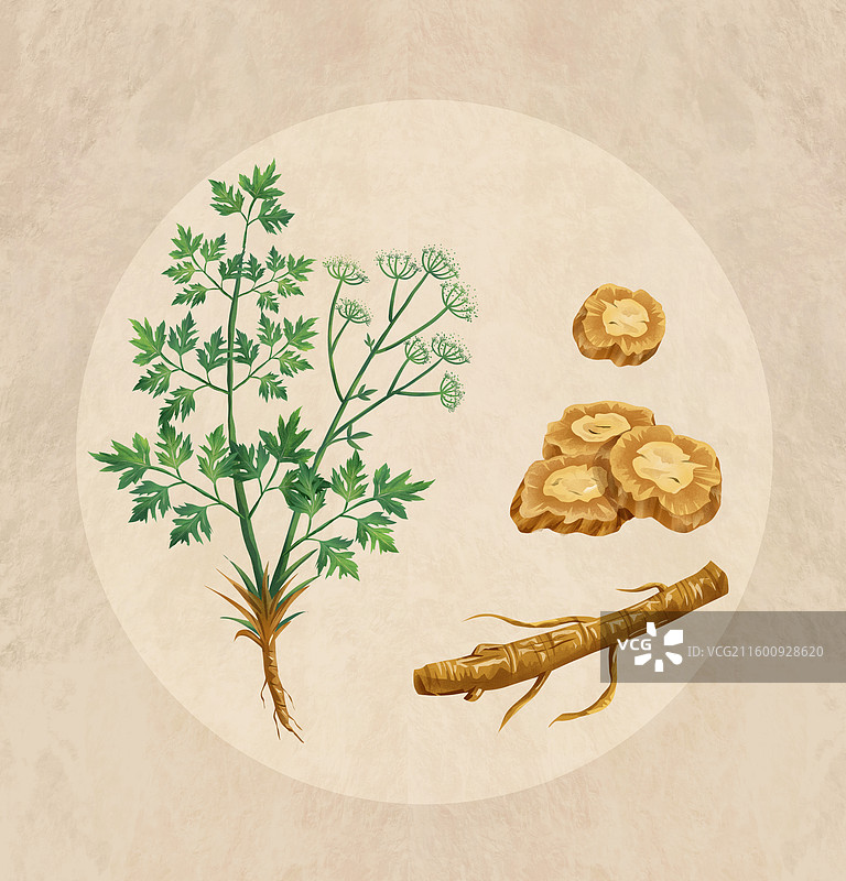 中国传统文化中草药药材之 防风图片素材