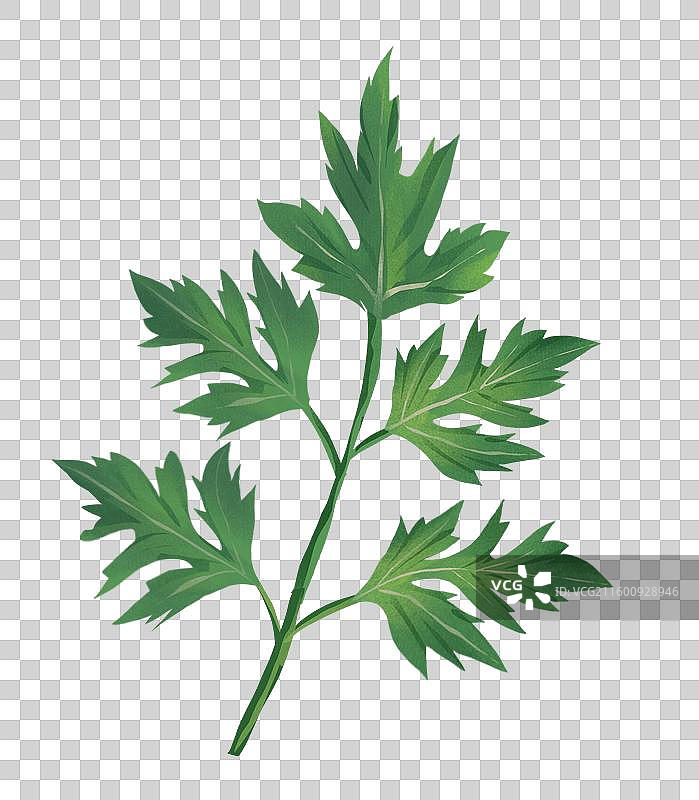 中国传统文化中草药药材之 防风图片素材