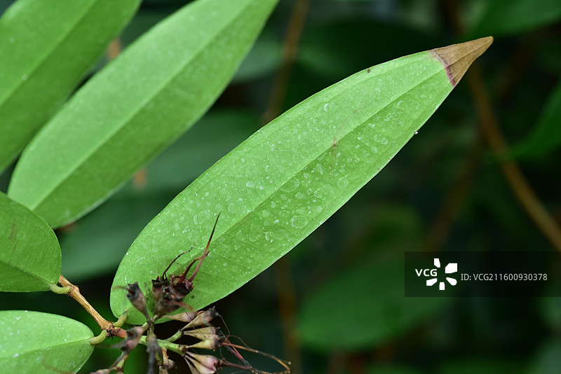 珍稀景观绿化植物-威尔逊蒲桃/ppbc可联系本人图片素材