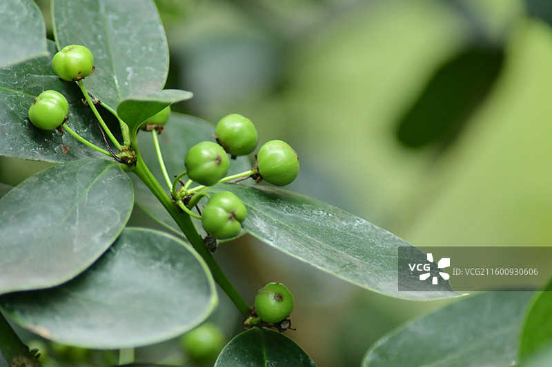 珍稀景观绿化植物-无刺枸骨图片素材