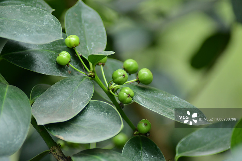 珍稀景观绿化植物-无刺枸骨图片素材
