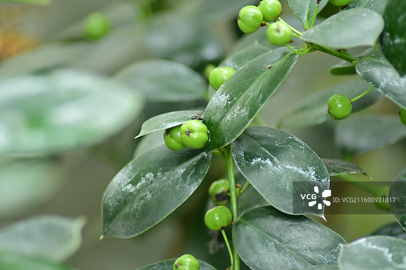 珍稀景观绿化植物-无刺枸骨图片素材
