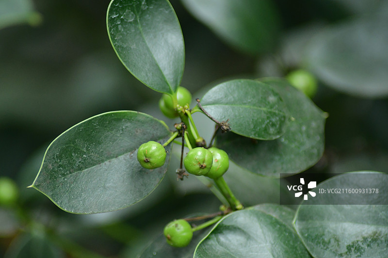 珍稀景观绿化植物-无刺枸骨图片素材