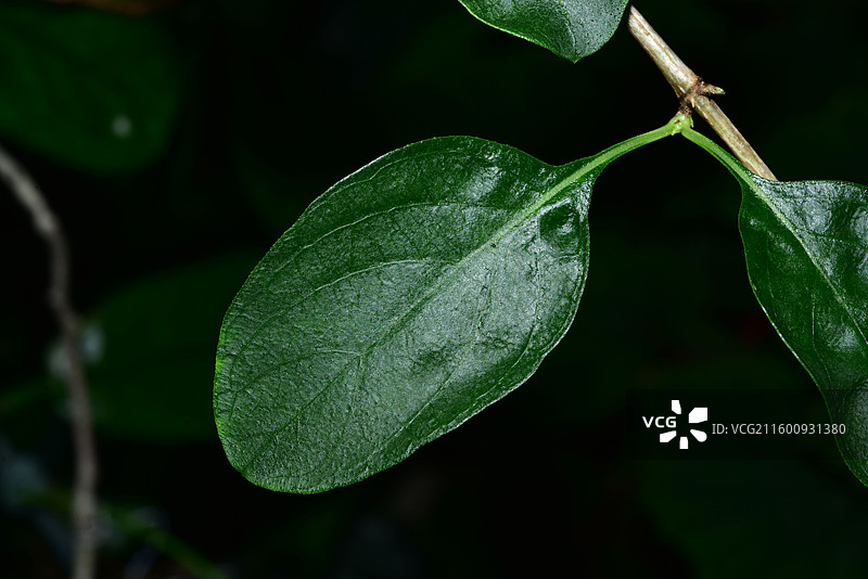 珍稀景观绿化植物-Leptodermis oblonga 薄皮木图片素材