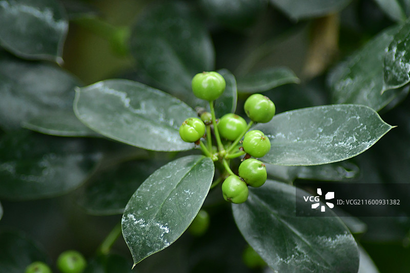 珍稀景观绿化植物-无刺枸骨图片素材