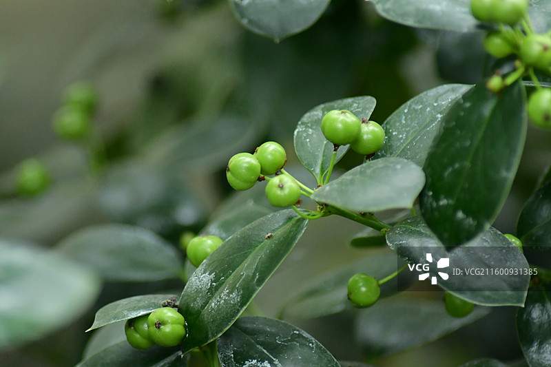 珍稀景观绿化植物-无刺枸骨图片素材