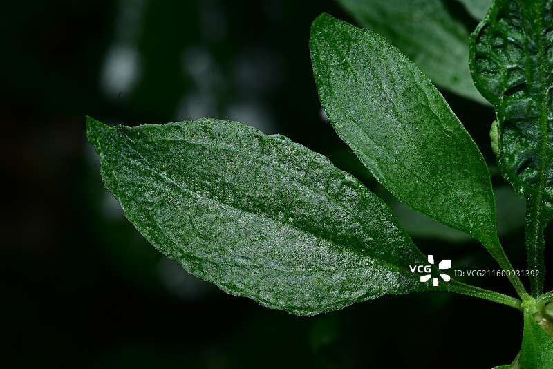 珍稀景观绿化植物-Leptodermis oblonga 薄皮木图片素材