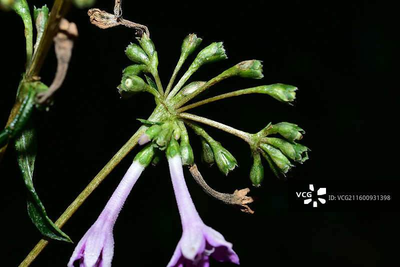 珍稀景观绿化植物-Leptodermis oblonga 薄皮木图片素材