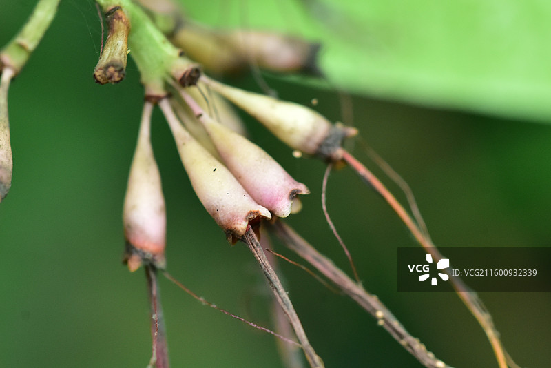 珍稀景观绿化植物-威尔逊蒲桃/ppbc可联系本人图片素材