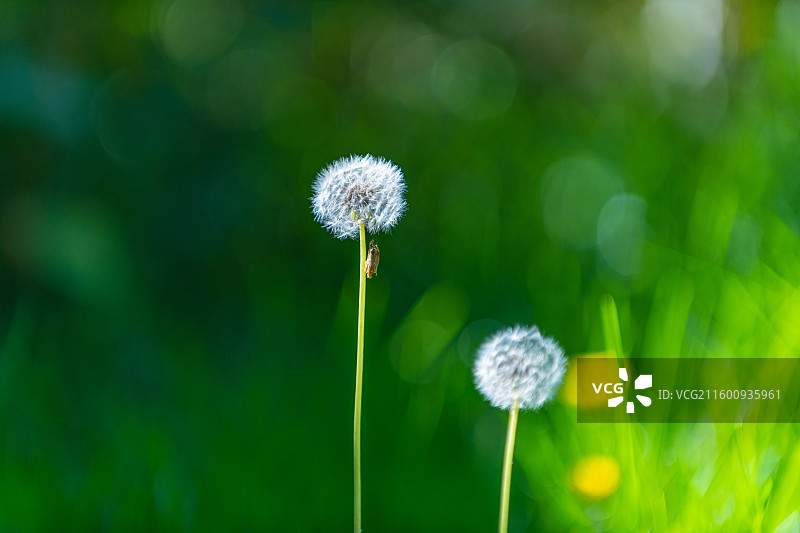 绿色主题 蒲公英 特写 简单背景 夏季图片素材
