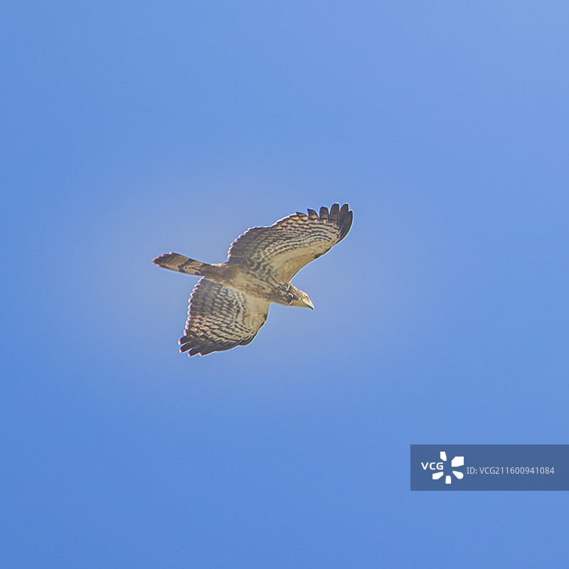南洋蜂鹰（二级保护动物）图片素材