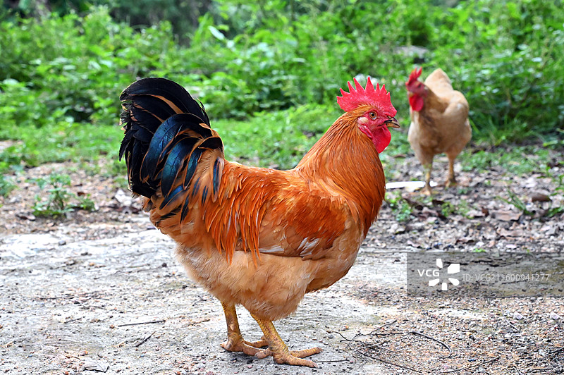 一只公鸡一只母鸡图片素材