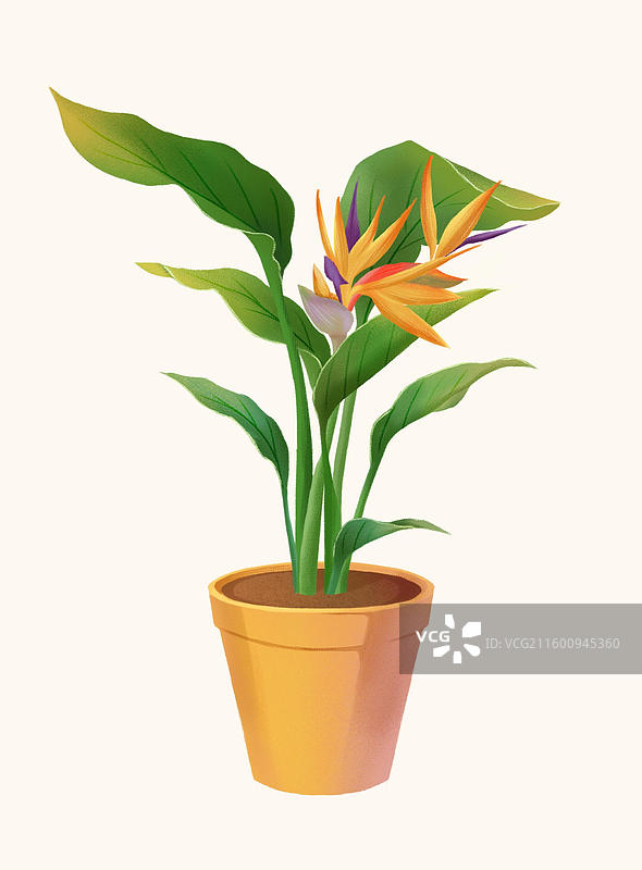 天堂鸟图片素材