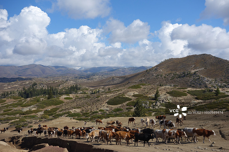 新疆阿勒泰地区哈巴河县呼吉尔特边境：哈萨克族牧民转场图片素材