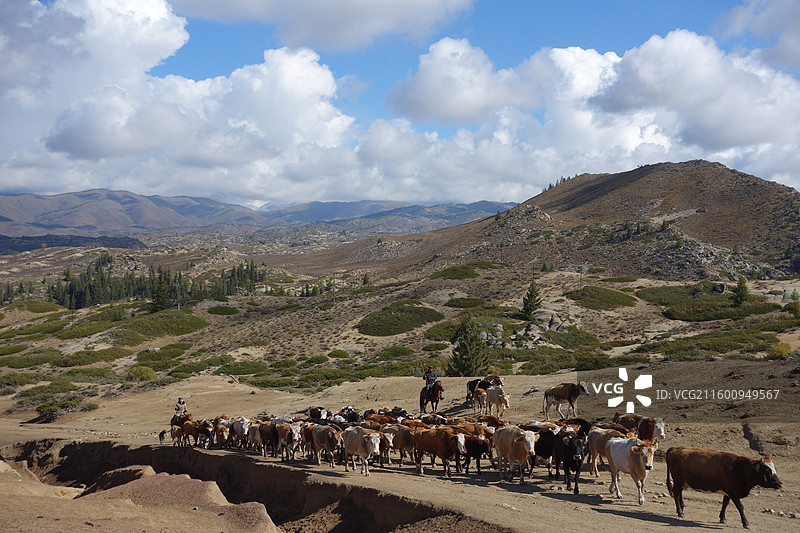 新疆阿勒泰地区哈巴河县呼吉尔特边境：哈萨克族牧民转场图片素材