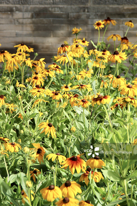 大同古城善化寺黄色金光菊图片素材