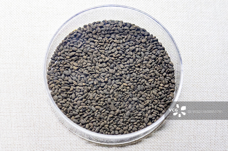 新石器时代-碳化稻 鹰潭市博物馆图片素材