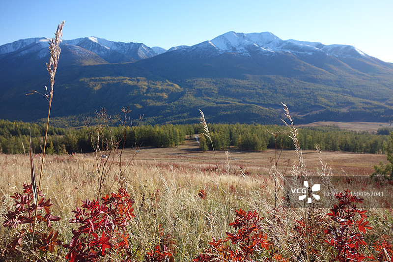 新疆阿勒泰地区布尔津县喀纳斯湖畔喀纳斯村秋色红叶图片素材