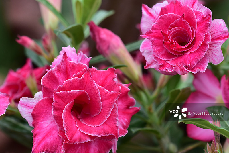 南方园艺景观绿化植物-Adenium obesum沙漠玫瑰的各个品种图片素材
