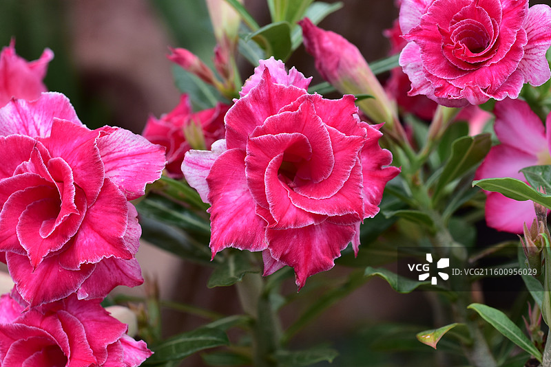 南方园艺景观绿化植物-Adenium obesum沙漠玫瑰的各个品种图片素材