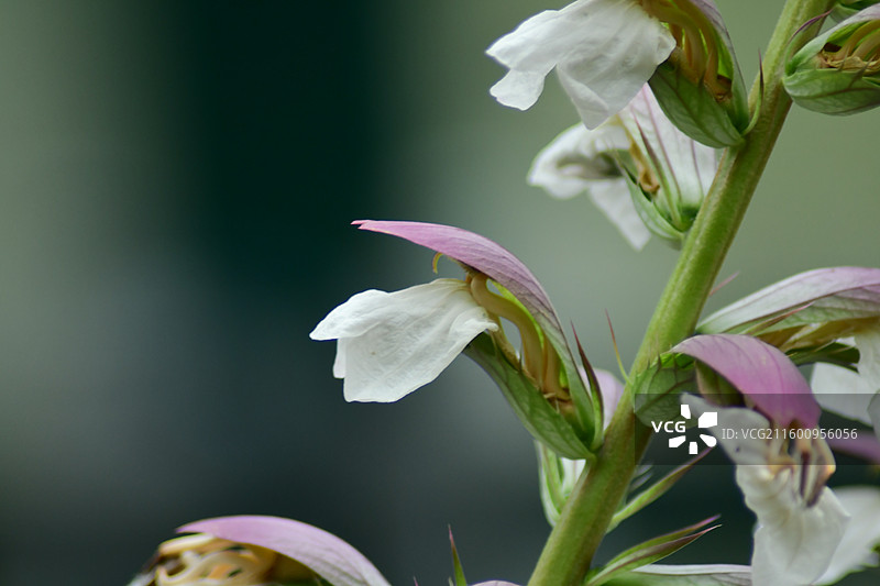 南方园艺景观绿化植物-Acanthus mollis虾蟆花图片素材