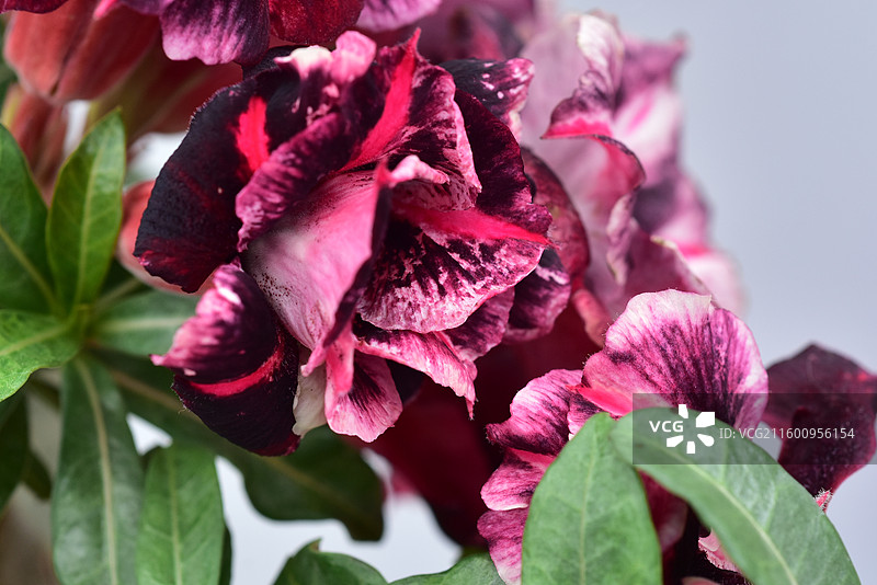 南方园艺景观绿化植物-Adenium obesum沙漠玫瑰的各个品种图片素材