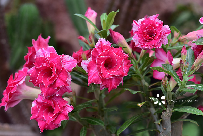 南方园艺景观绿化植物-Adenium obesum沙漠玫瑰的各个品种图片素材