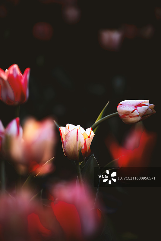 阳光背景下公园里的植物花朵特写郁金香图片素材