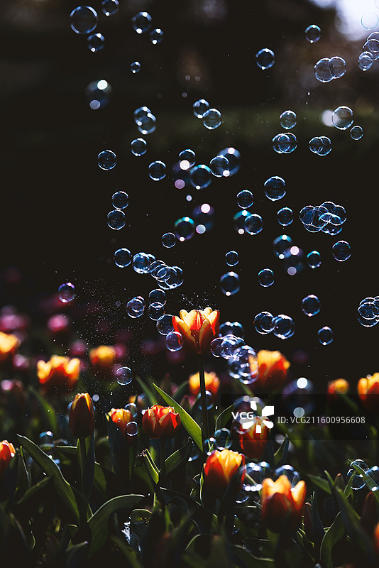 阳光背景下公园里的植物花朵特写郁金香图片素材