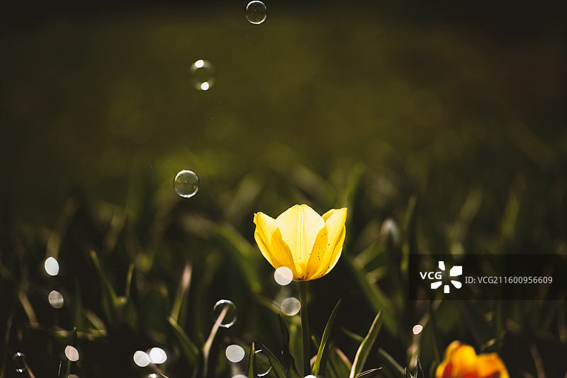 阳光背景下公园里的植物花朵特写郁金香图片素材