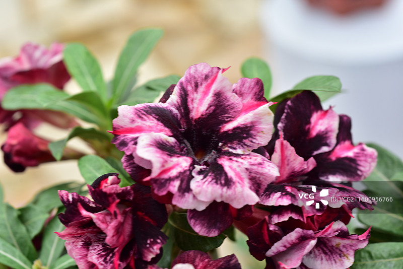 南方园艺景观绿化植物-Adenium obesum沙漠玫瑰的各个品种图片素材