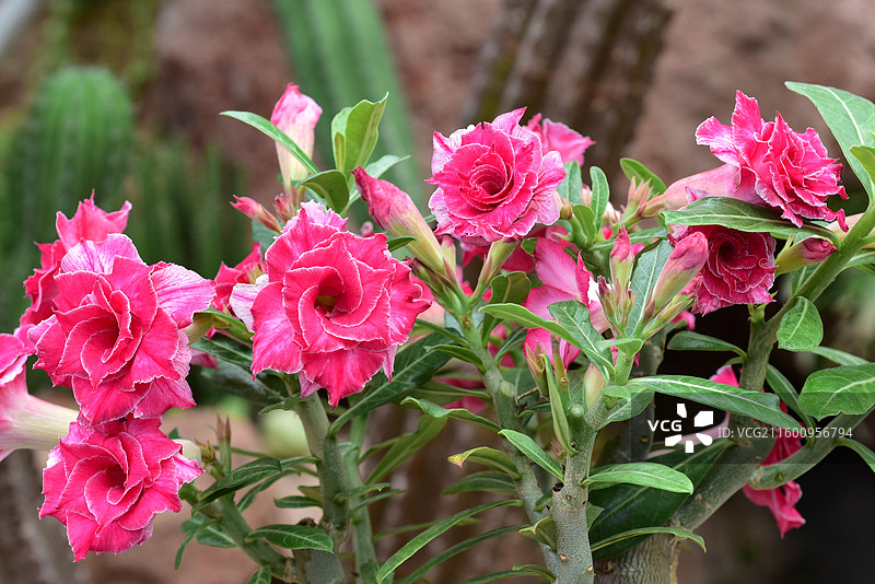 南方园艺景观绿化植物-Adenium obesum沙漠玫瑰的各个品种图片素材